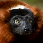 Malagasy - learn easily, quickly, and with fun Malagasy - learn easily, quickly, and with fun
